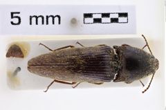 Foto (Dorsalansicht) von Melanotus sumatrensis (Platia & Schimmel, 2001) (NHMW-ZOO-COL-0007744)